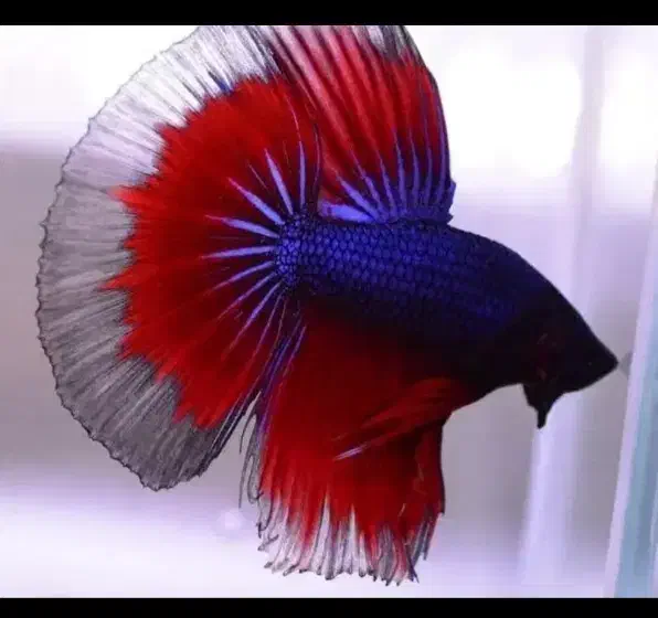 ماهی|ماهی|قم, تولید دارو و یخچال|دیوار