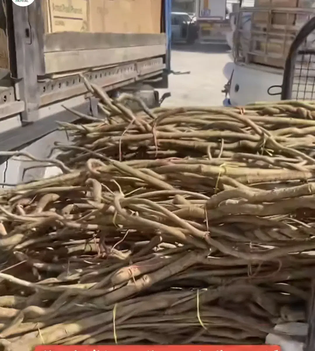 شاخه های درخت جنگلی|خدمات باغبانی و درختکاری|رشت, چله خانه|دیوار