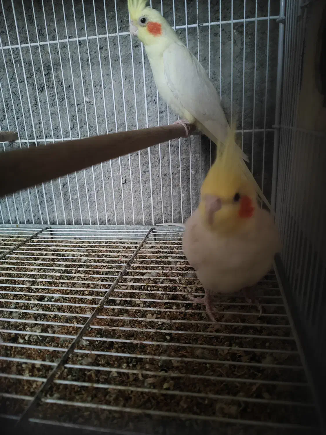 عروس هلندی|پرنده|بندر گناوه, |دیوار