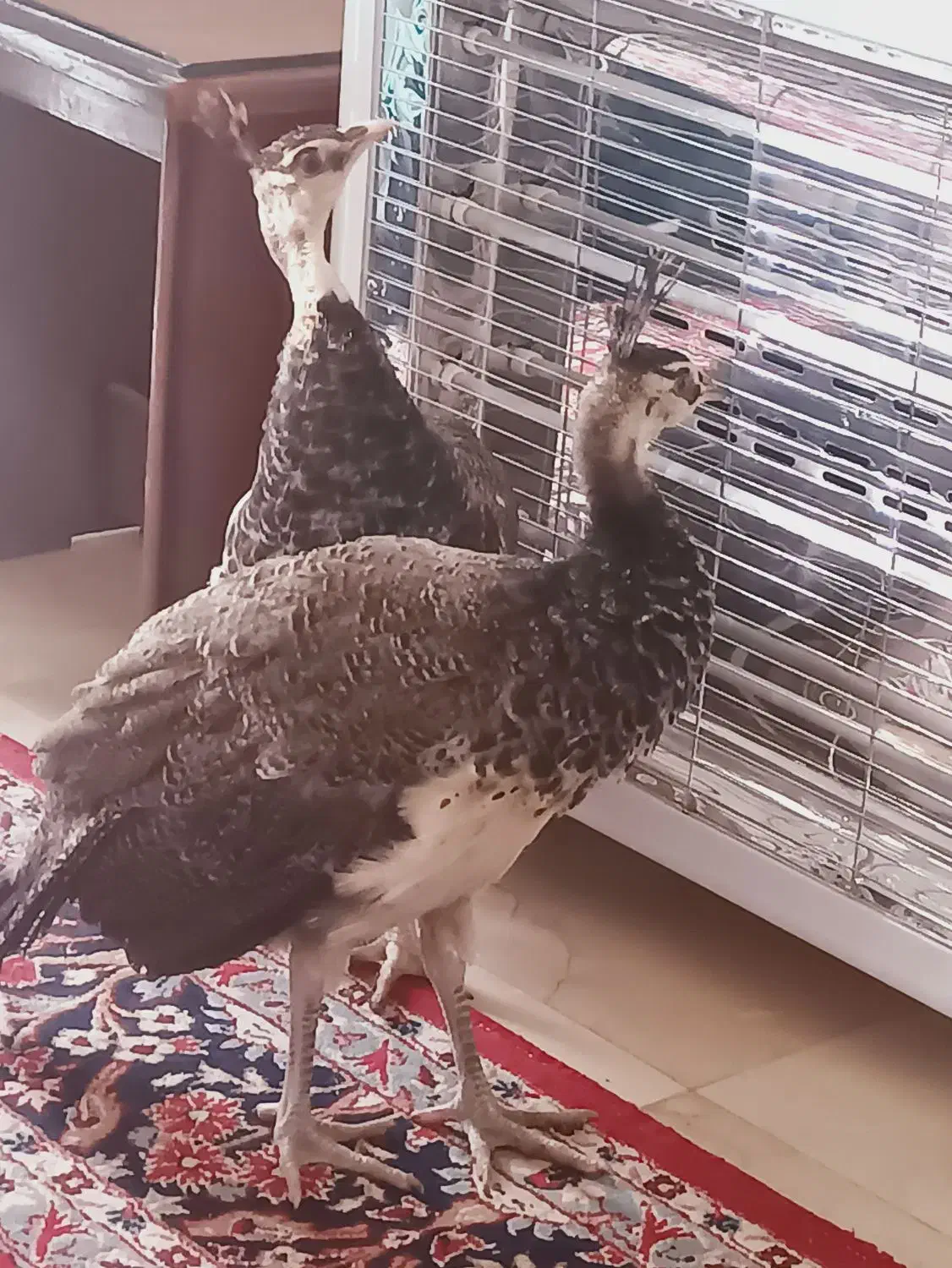 جوجه طاووس هندی|پرنده|تهران, جنتآباد شمالی|دیوار