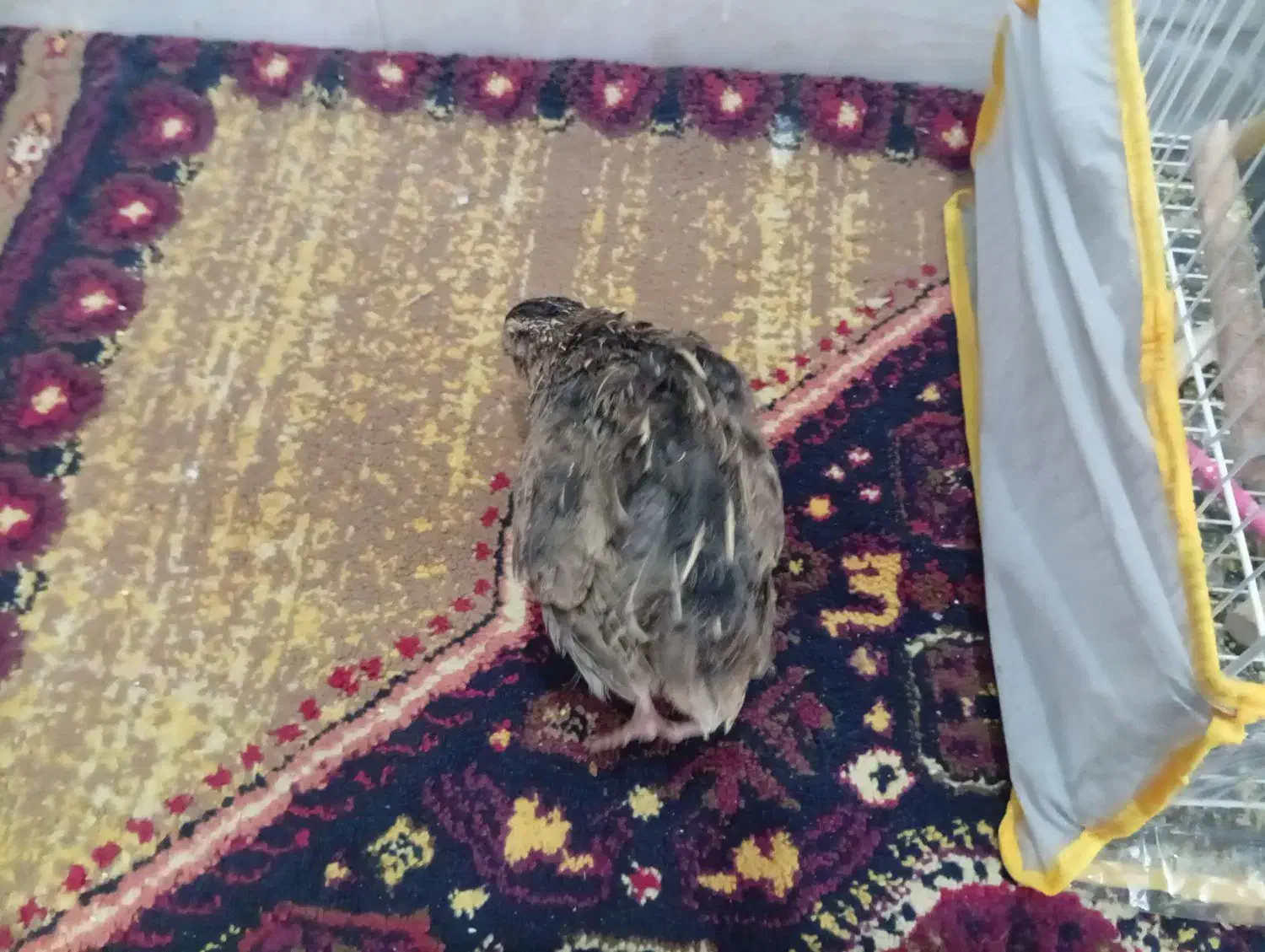 بلدرچین بالغ ماده|پرنده|تایباد, |دیوار