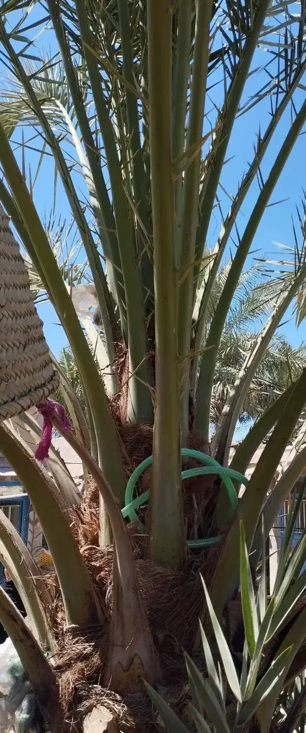 یک نخل عویدی بفروش می رسد|گل و گیاه طبیعی|شادگان, |دیوار