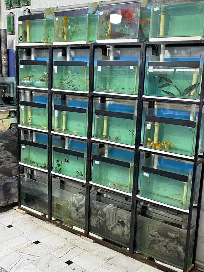 ماهی آکواریم آبنوس|ماهی|قم, هفت تیر|دیوار