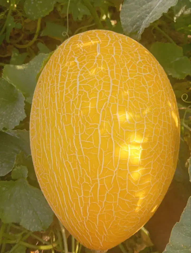 کار در میدان تره بار|استخدام صنعتی، فنی، مهندسی|میاندوآب, |دیوار