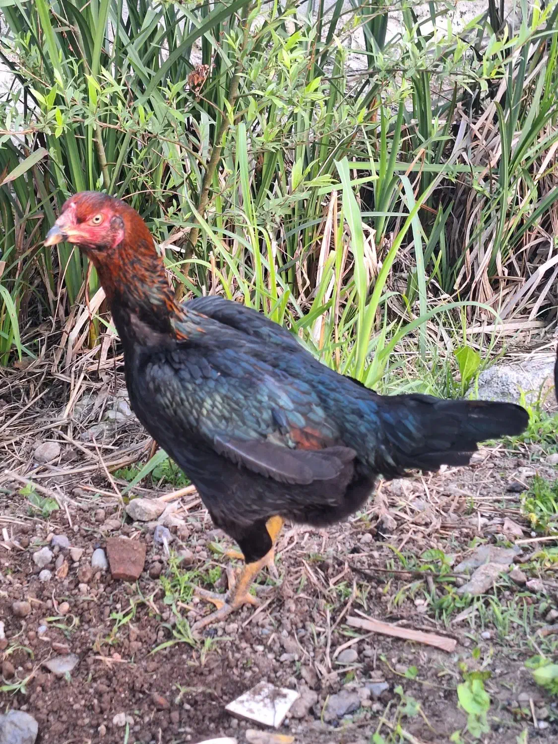 مرغ لاری اصیل|حیوانات مزرعه|رشت, کوی عرفان|دیوار