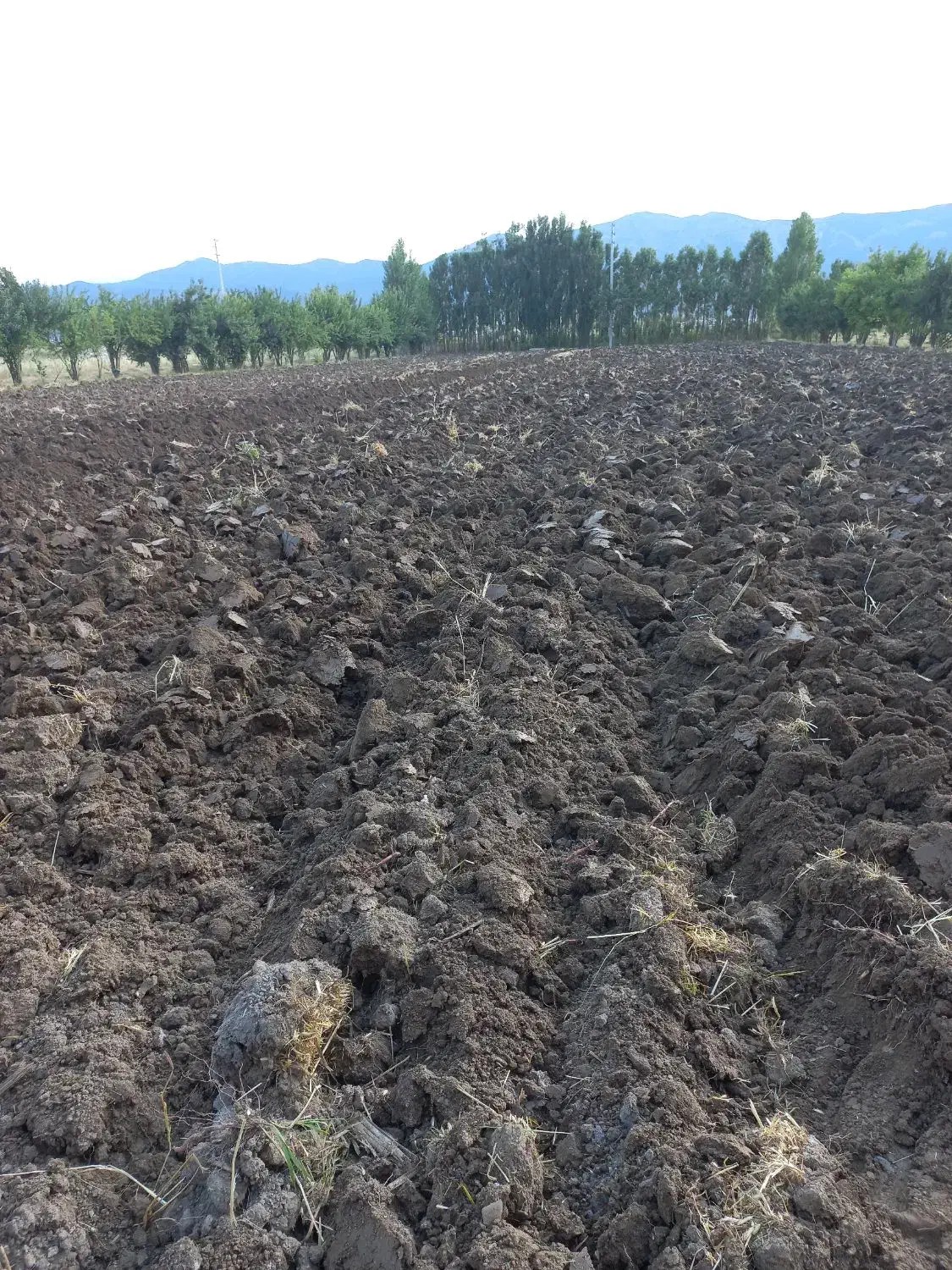 کار با تراکتور|خدمات باغبانی و درختکاری|مریوان, |دیوار