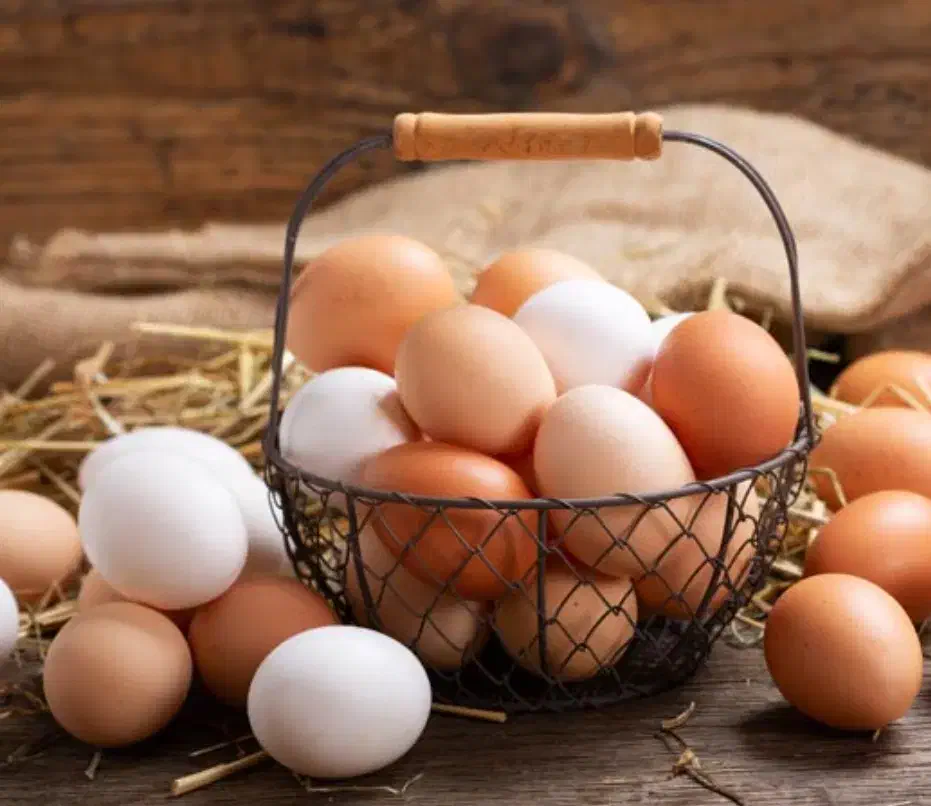 تخم مرغ محلی|خوردنی و آشامیدنی|تربت جام, فاز ۲ فرهنگیان|دیوار