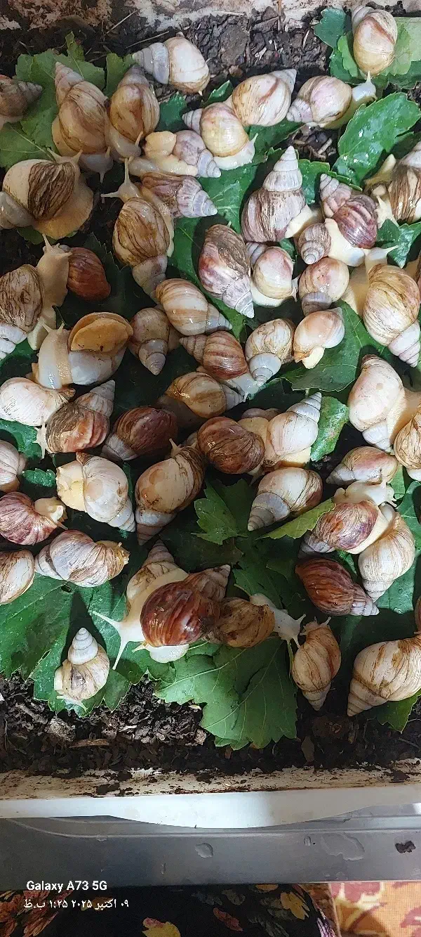 فروش حلزون|خزنده|یاسوج, |دیوار