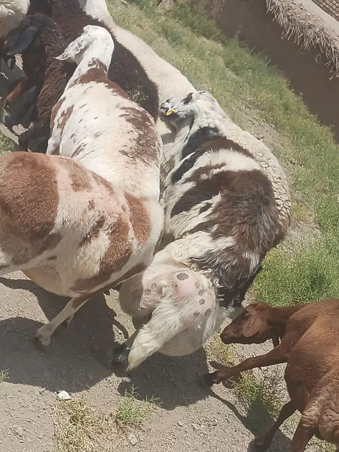 بره|حیوانات مزرعه|گناباد, |دیوار