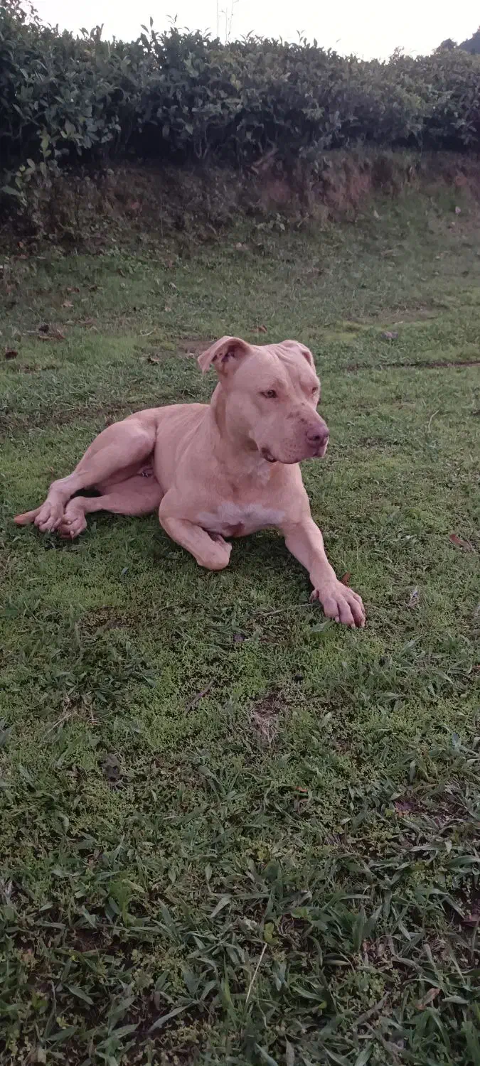 پیتپول|سگ|لنگرود, |دیوار