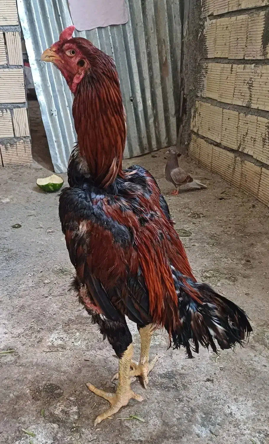 تخم لاری|حیوانات مزرعه|کرمانشاه, |دیوار