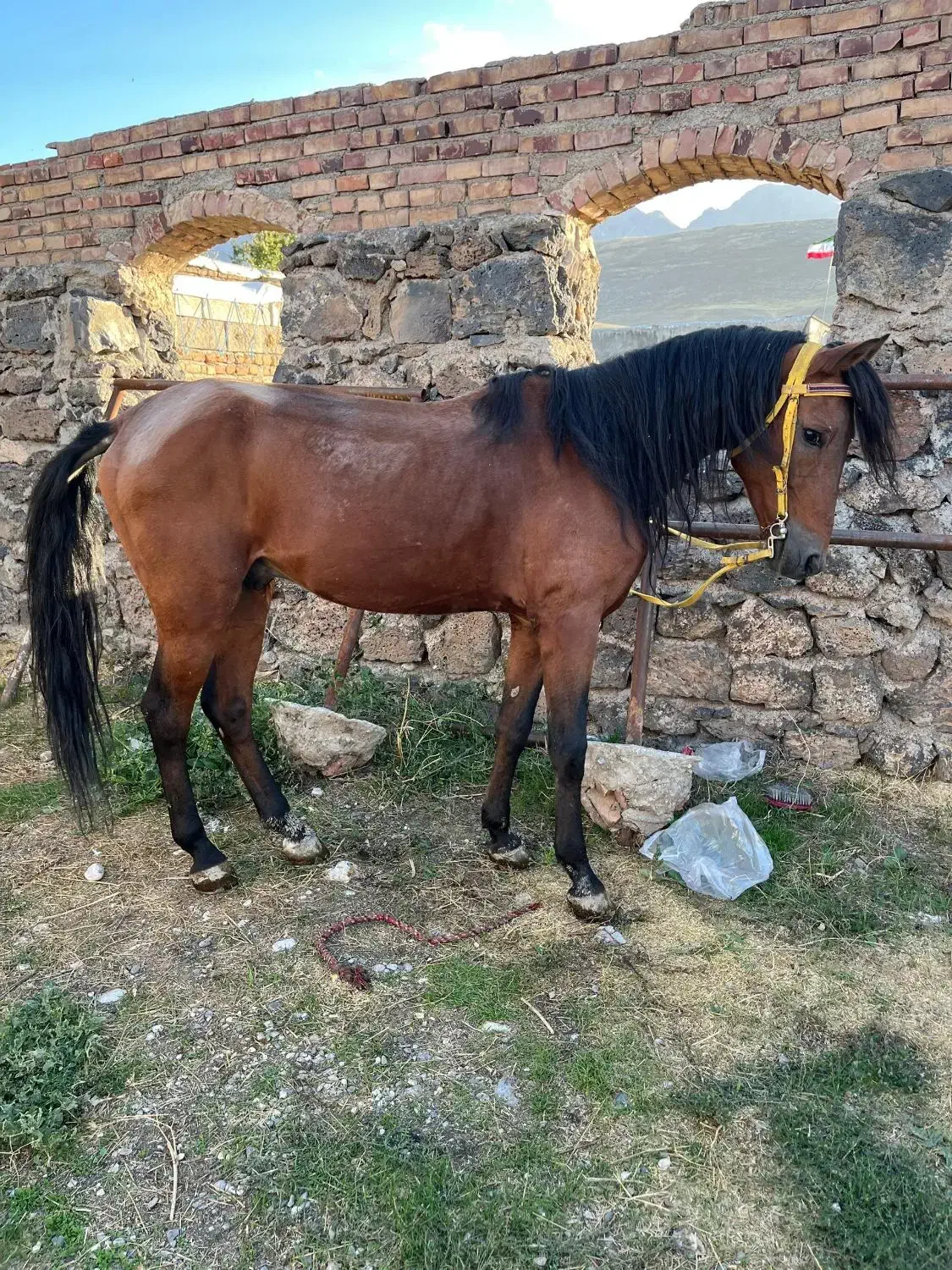 اسب نریان یورقه|اسب و تجهیزات اسبسواری|ماکو, |دیوار