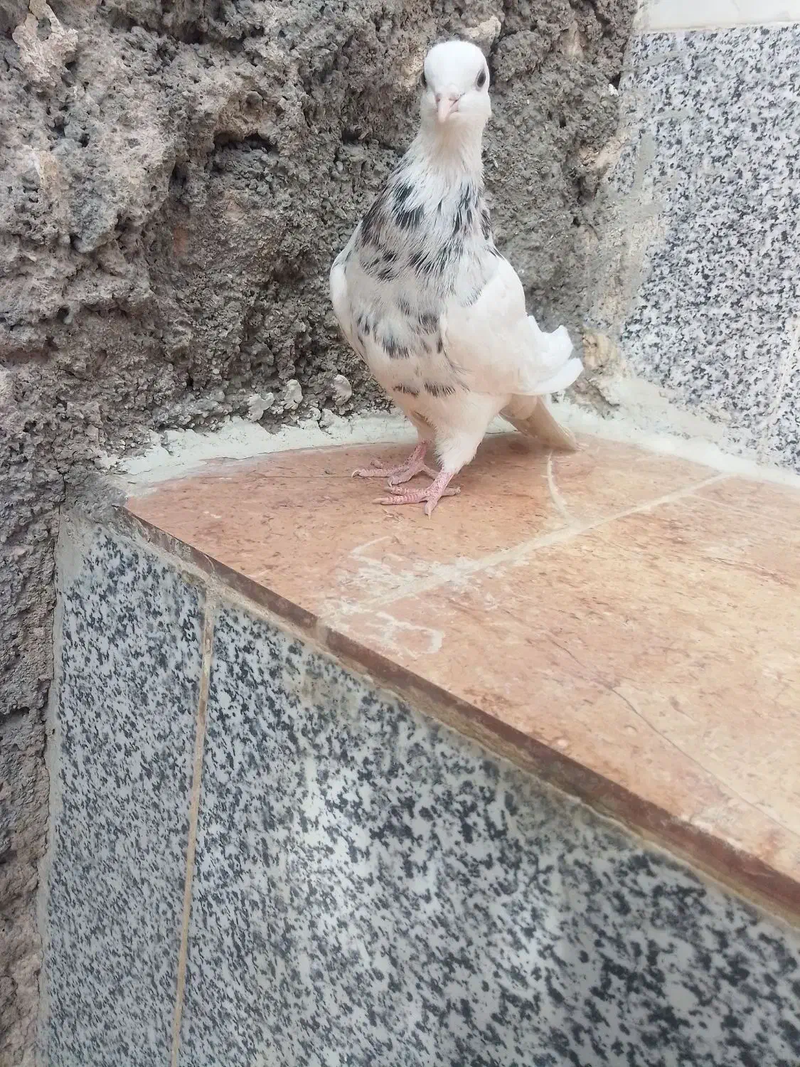 طوقی|پرنده|منج, |دیوار