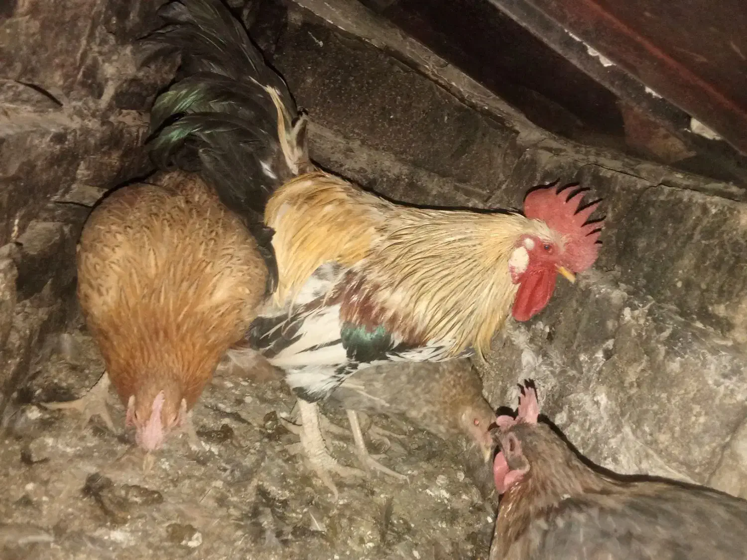 خروس|حیوانات مزرعه|کلاشی, |دیوار