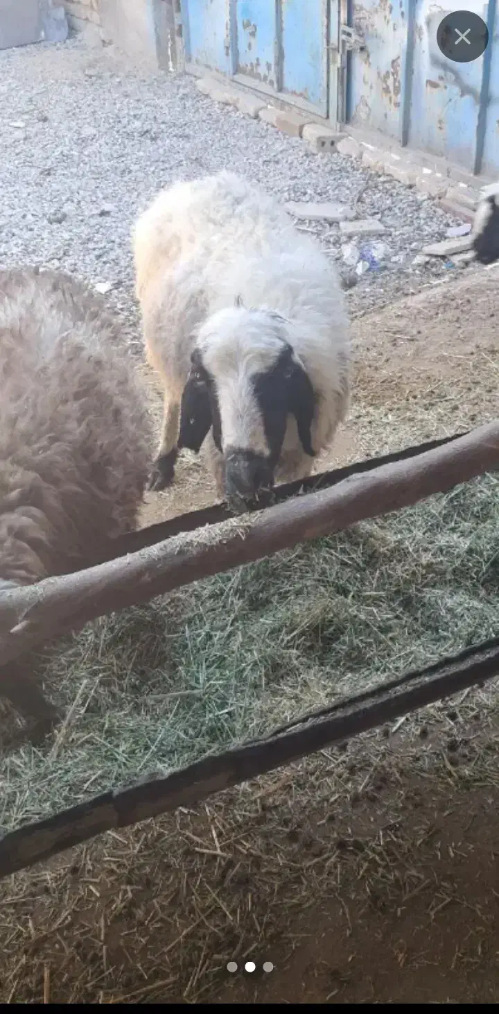 میش|حیوانات مزرعه|ارسنجان, |دیوار