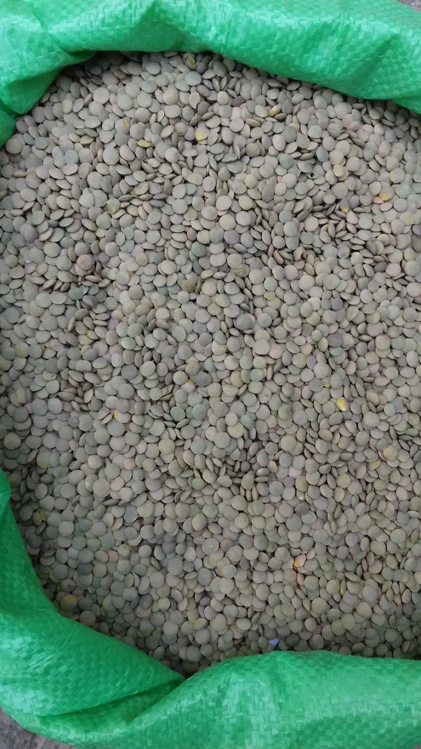 عدس دیم درشت بوجاری شده خلخال|عمدهفروشی|خلخال, |دیوار