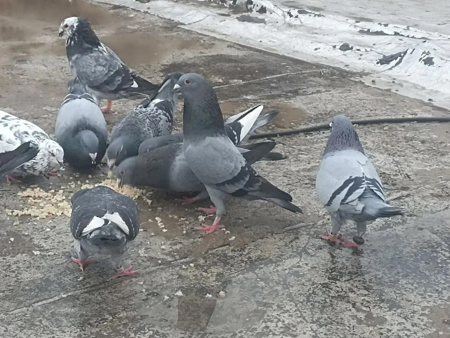 کبوتر مسافتی و جوجه وتکپر|پرنده|گنبد کاووس, |دیوار