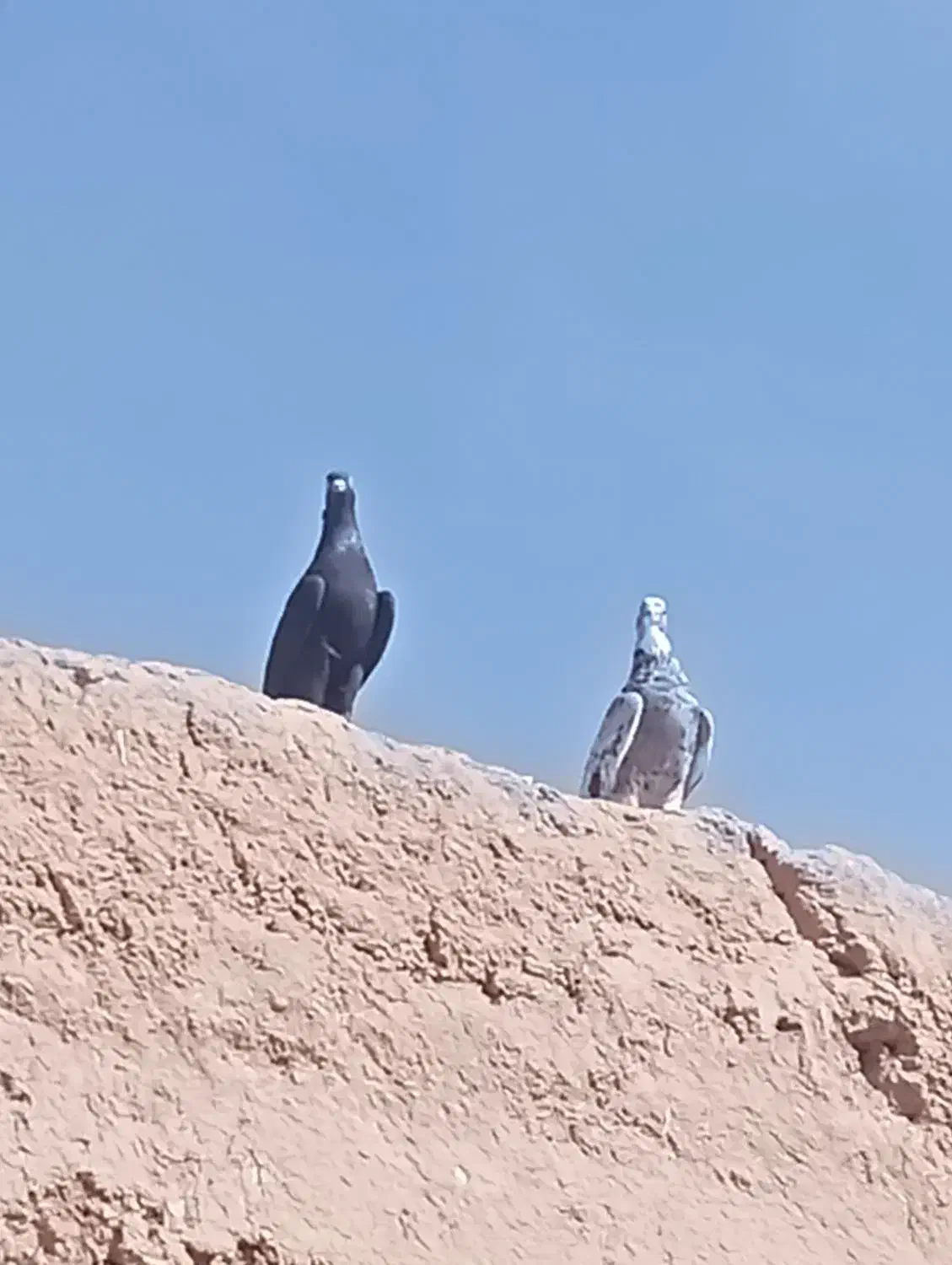 کفتر|پرنده|جوین, |دیوار