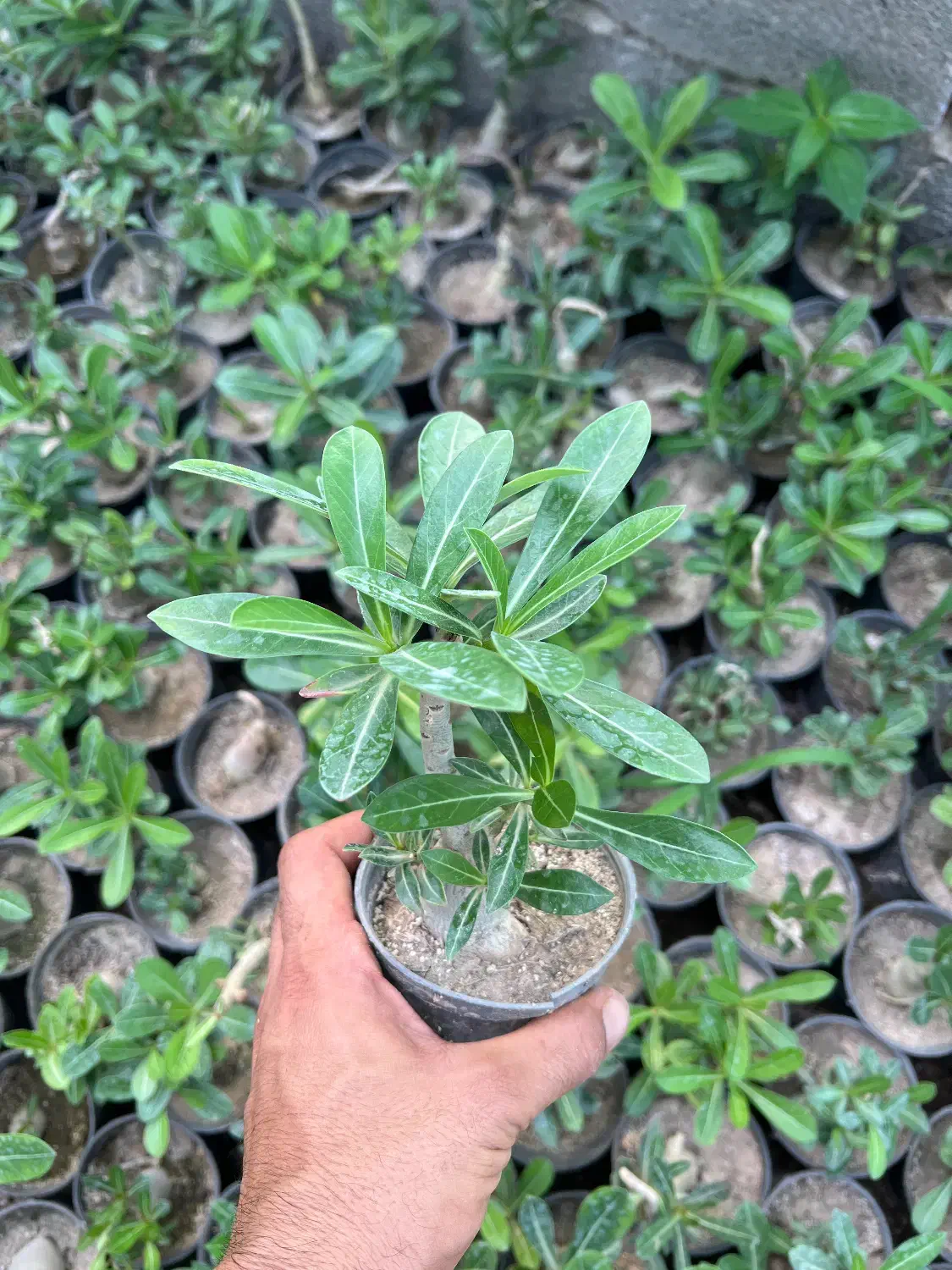 فروش گل آدنیوم در رشت|گل و گیاه طبیعی|رشت, بیجارپس|دیوار