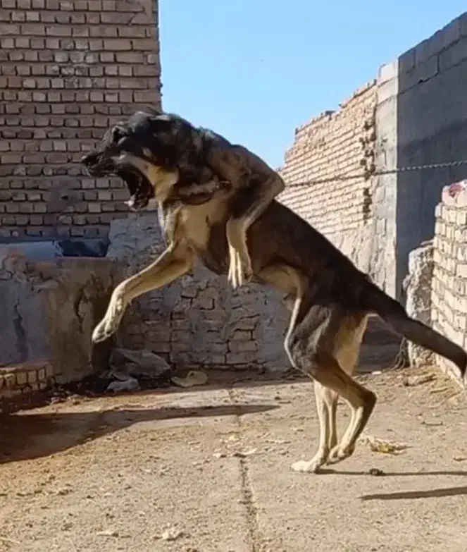 واگذاری سگ خراسانی نگهبان و گلگی|سگ|مشهد, احمدآباد|دیوار