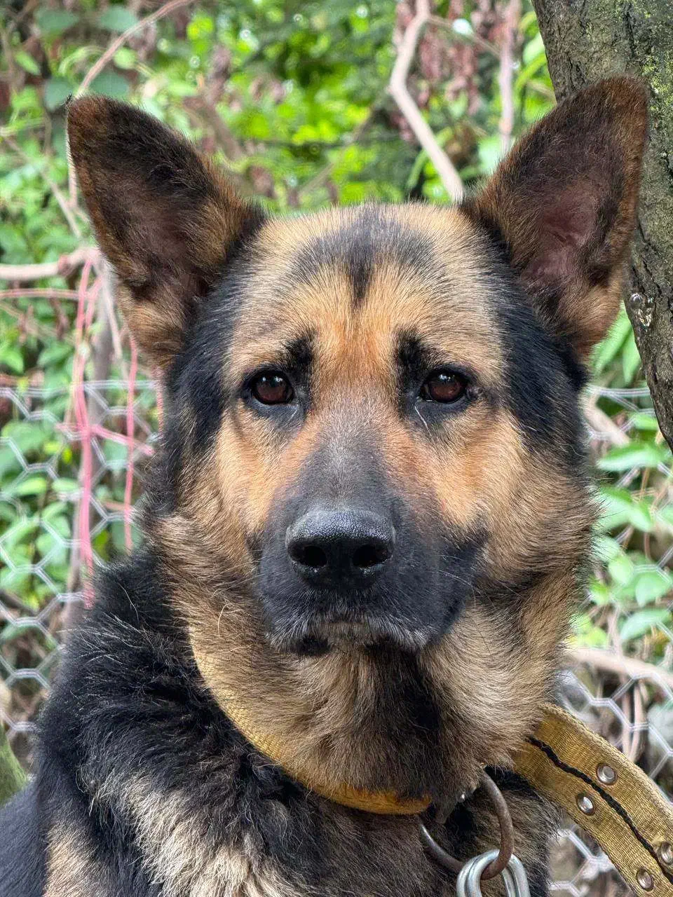 سگ نر ژرمن|سگ|شفت, |دیوار