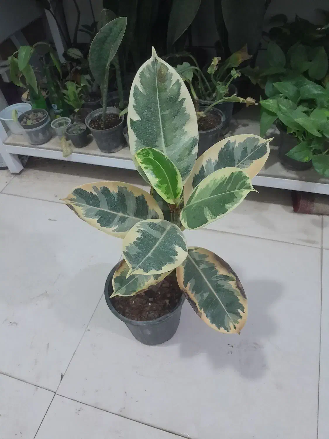 گل آپارتمانی با قیمت مناسب|گل و گیاه طبیعی|بیرجند, |دیوار