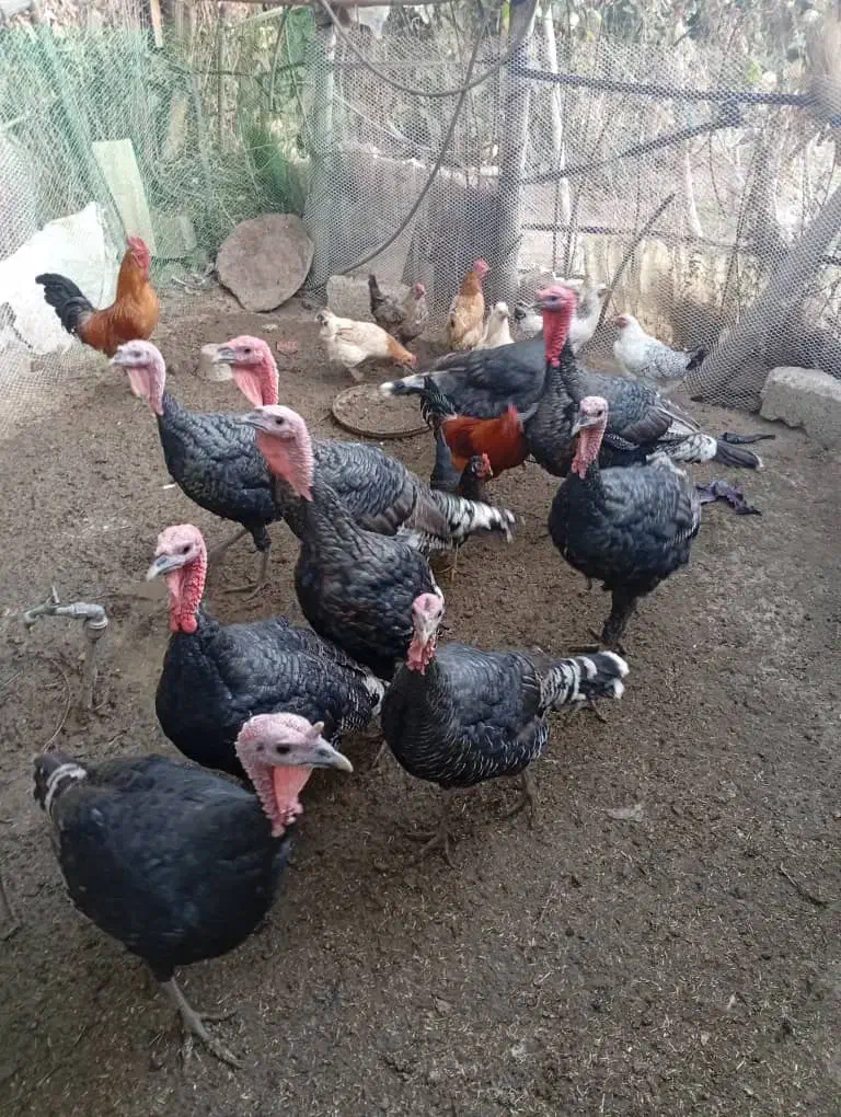 بوقلمون (بقله) محلی نژاد دار نر و ماده|حیوانات مزرعه|کامیاران, |دیوار