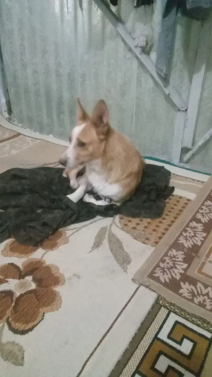 پامرین|سگ|تاکستان, |دیوار