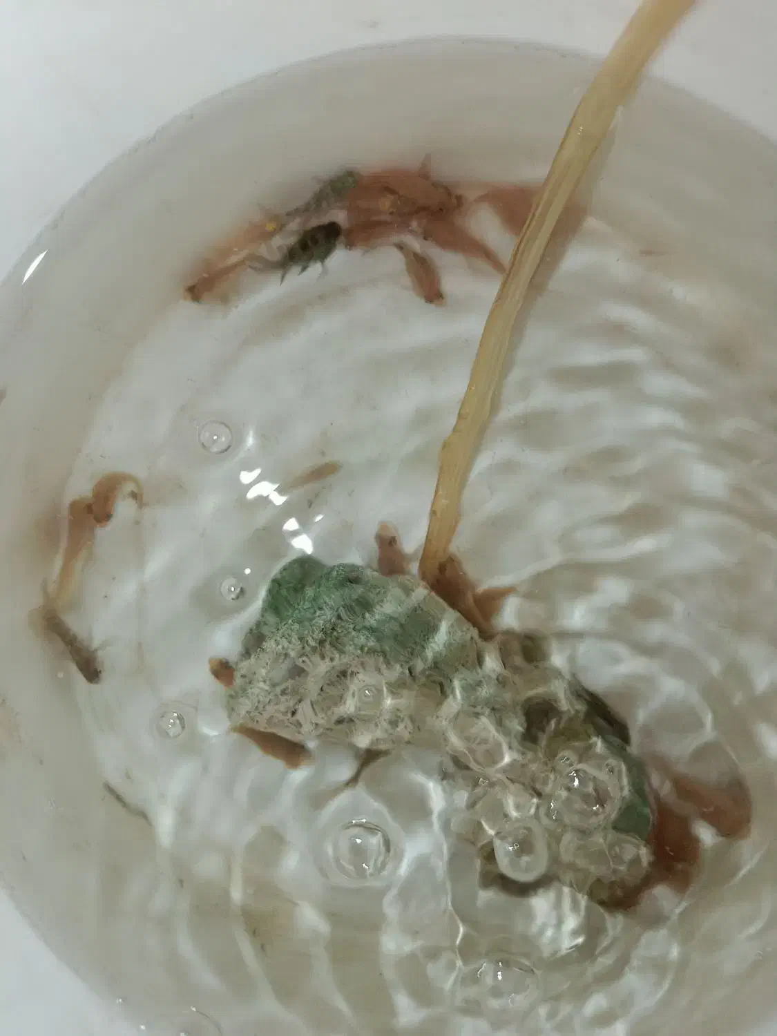 ماهی آکواریوم|ماهی|تربتحیدریه, میدان مرکزی|دیوار