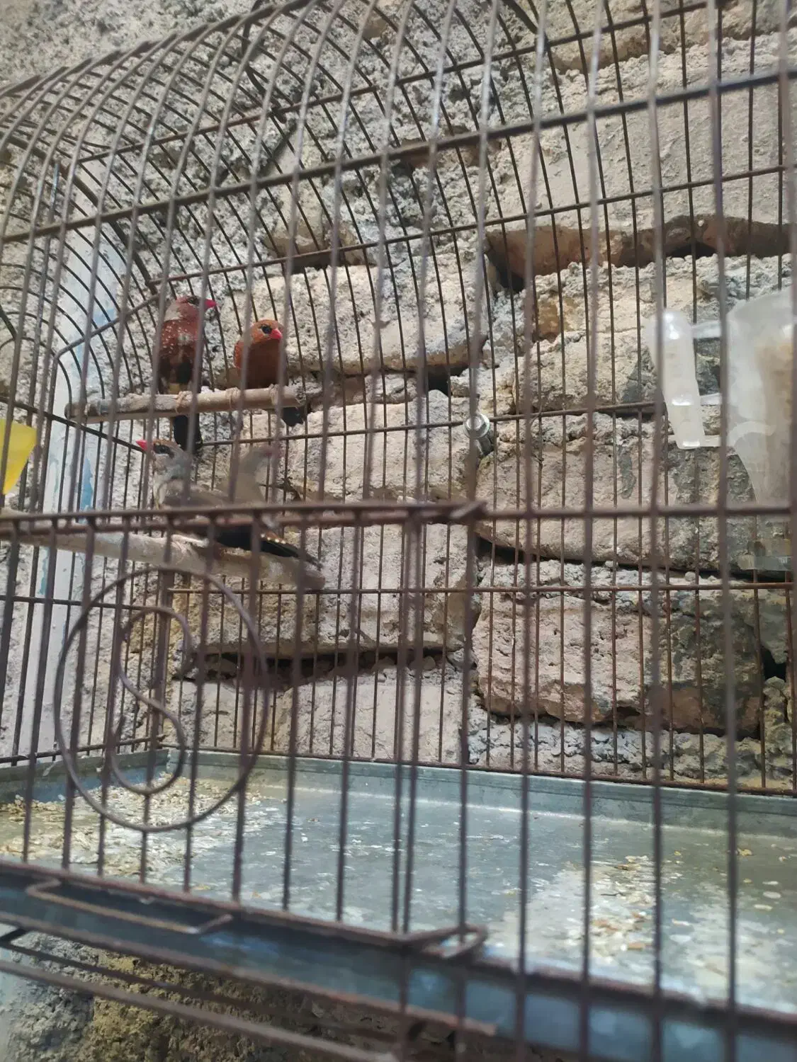 فنج توت فرنگی|پرنده|قرچک, باقرآباد|دیوار