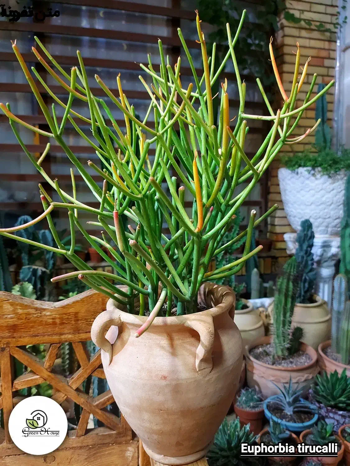 افوربیا تیرو کالی ۴۰۰هزارتومان|گل و گیاه طبیعی|کرمان, |دیوار