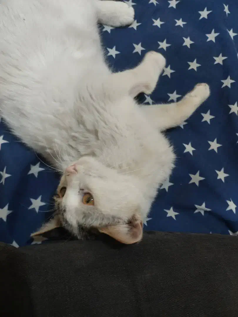 واگذاری گربه نر 5 ماهه دستی و خونگی|گربه|شیراز, شهرک گلدشت محمدی|دیوار