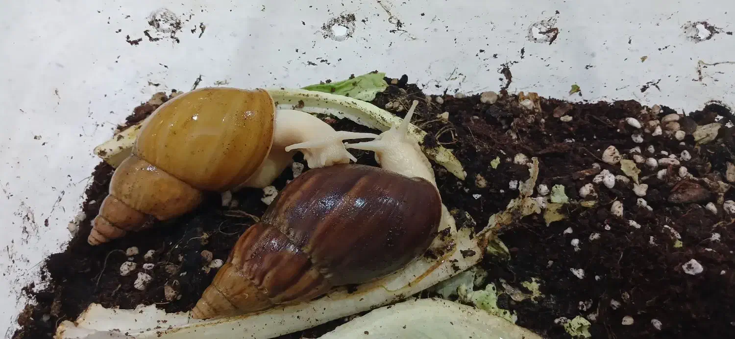 حلزون آچاتینا|خزنده|کرج, اتحاد|دیوار