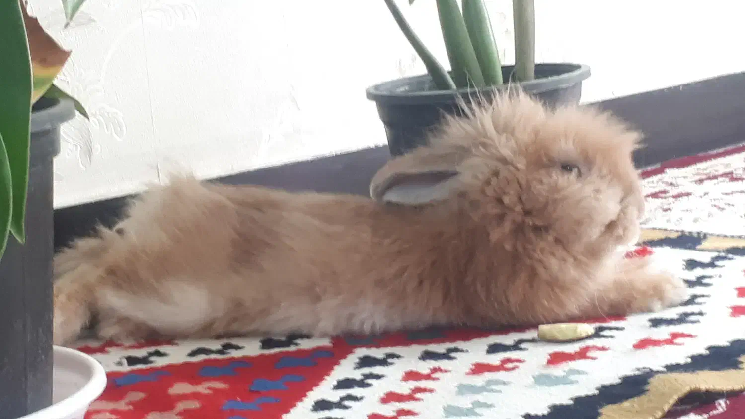 خرگوش خوشمزه|موش و خرگوش|کرج, چمران|دیوار