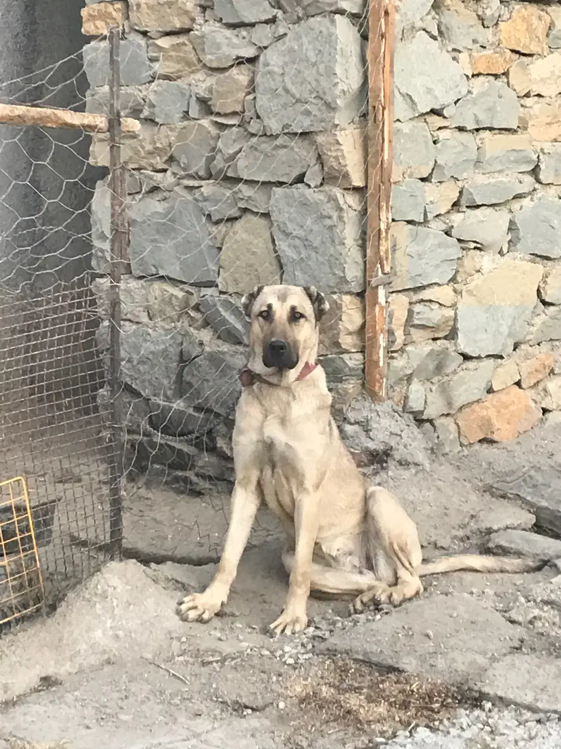 سگ ماده سرابی|سگ|همدان, |دیوار