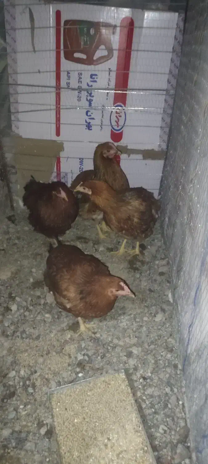 مرغ 6ماهه|حیوانات مزرعه|بیرجند, |دیوار