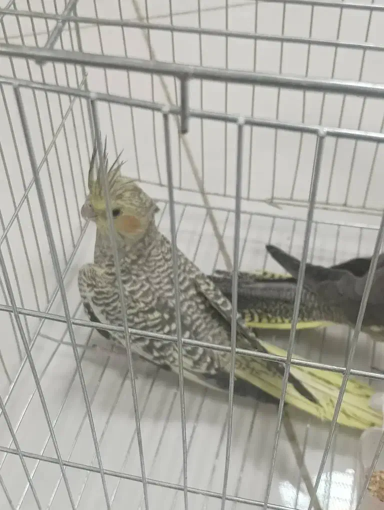 عروس هلندی دستی|پرنده|شهرضا, |دیوار