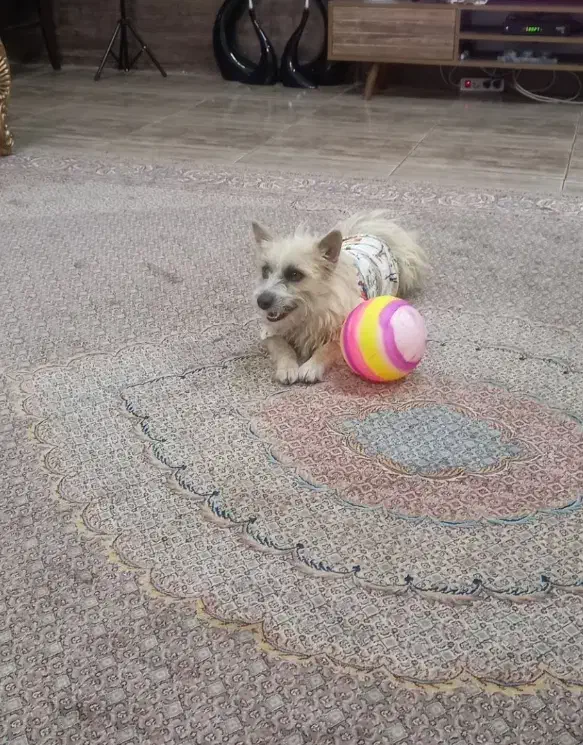 سگ پا کوتاه|سگ|بجنورد, |دیوار