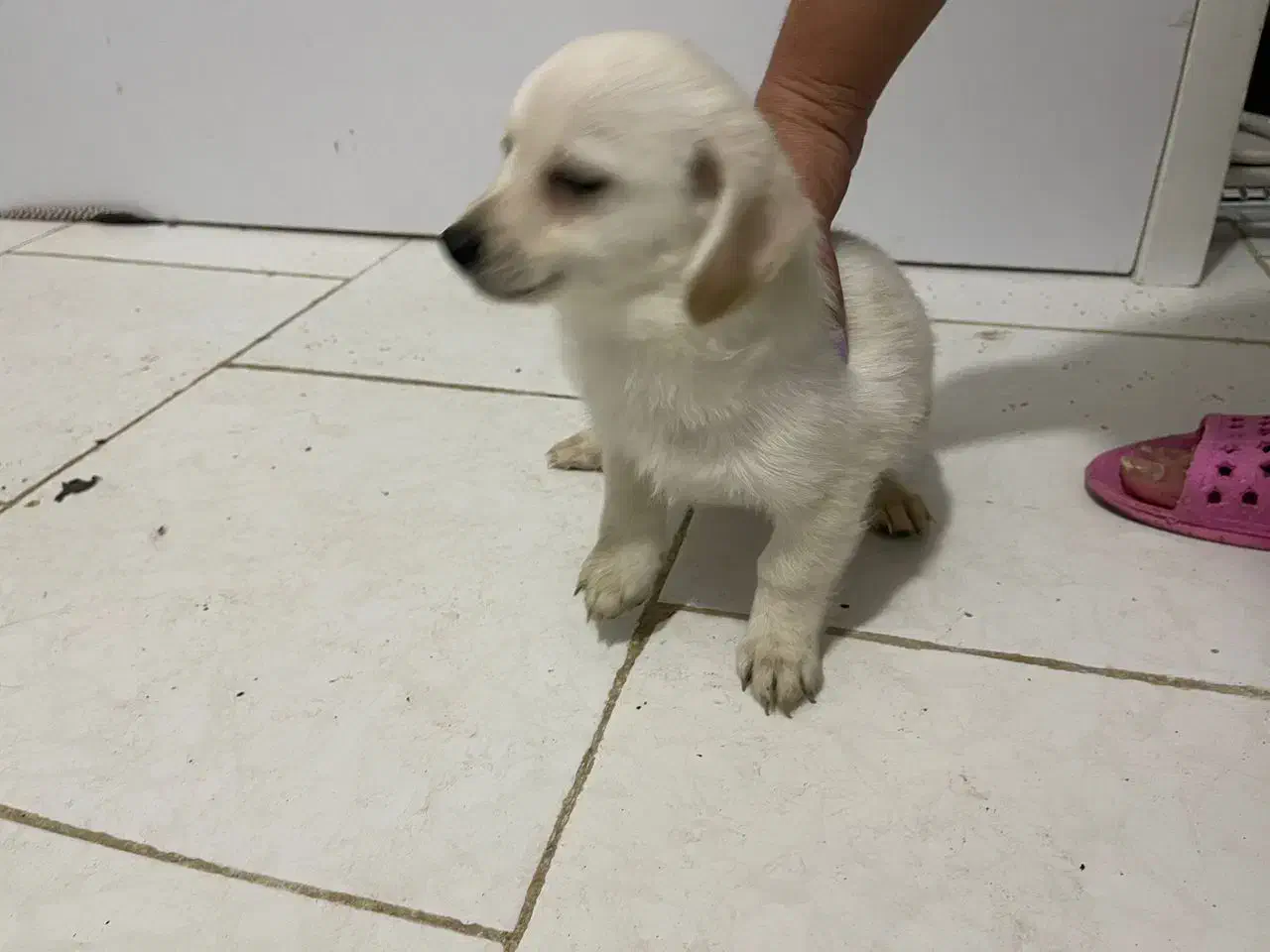 طوله سگ دوماهه|سگ|بندرعباس, |دیوار