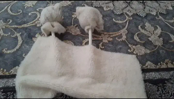 طبل 1.60|درام و پرکاشن|تربت‌حیدریه, کاشانی|دیوار