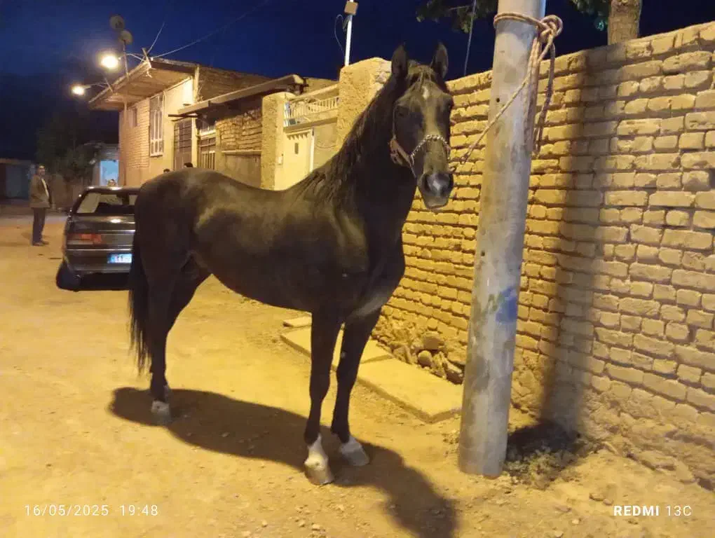 اسب کرد|اسب و تجهیزات اسبسواری|داران, |دیوار