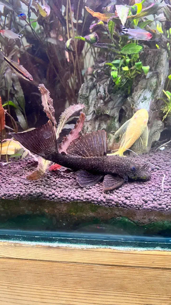 ماهی خواص|ماهی|کرج, کمالشهر|دیوار