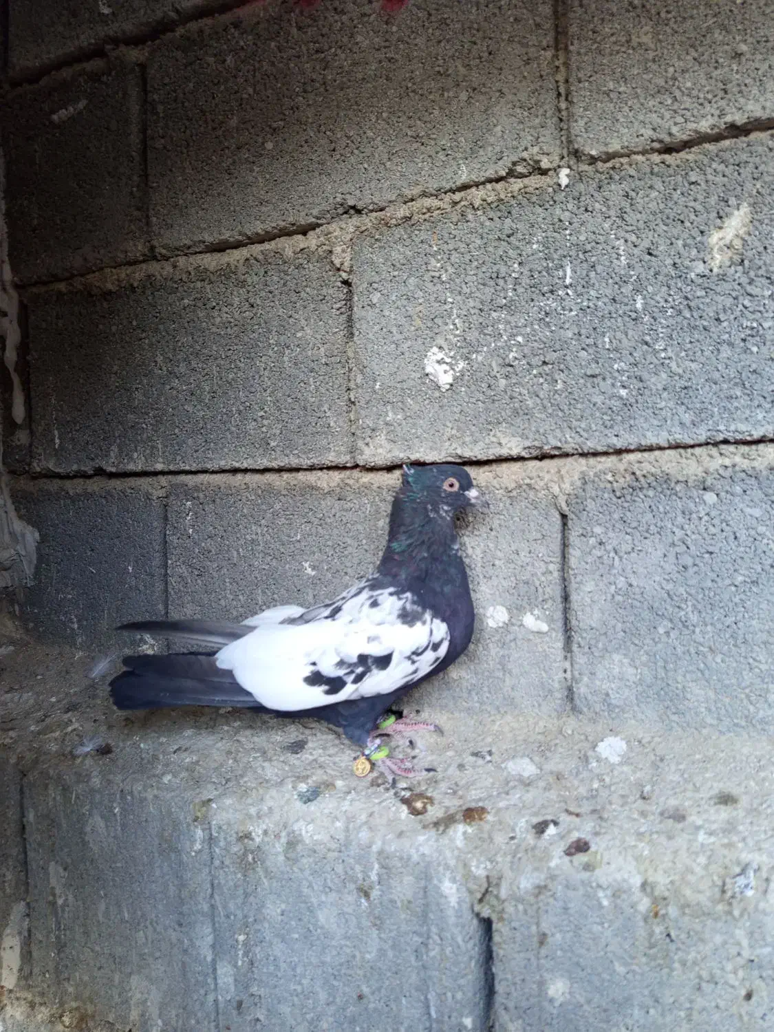 سینه سیاه|پرنده|ارژن, |دیوار