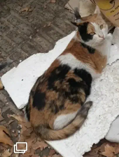 گربه گم شده|حیوانات|خرمآباد, |دیوار