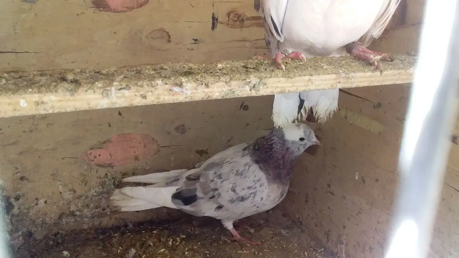 کفتر|پرنده|تهران, آهنگ|دیوار