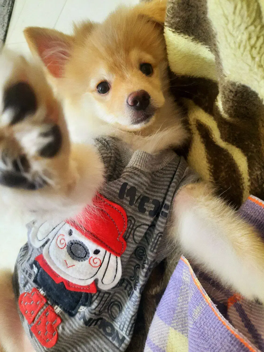 پامر ۳ ماهه|سگ|تهران, زمزم|دیوار