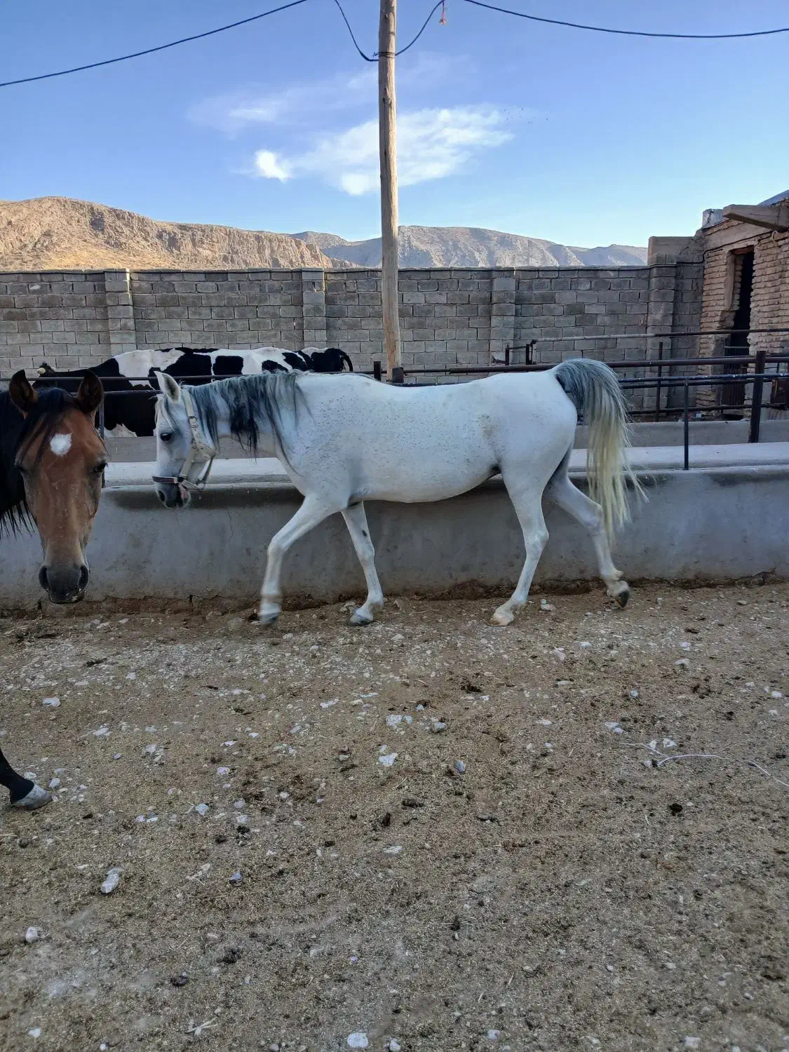 اسب|اسب و تجهیزات اسبسواری|زرقان, |دیوار