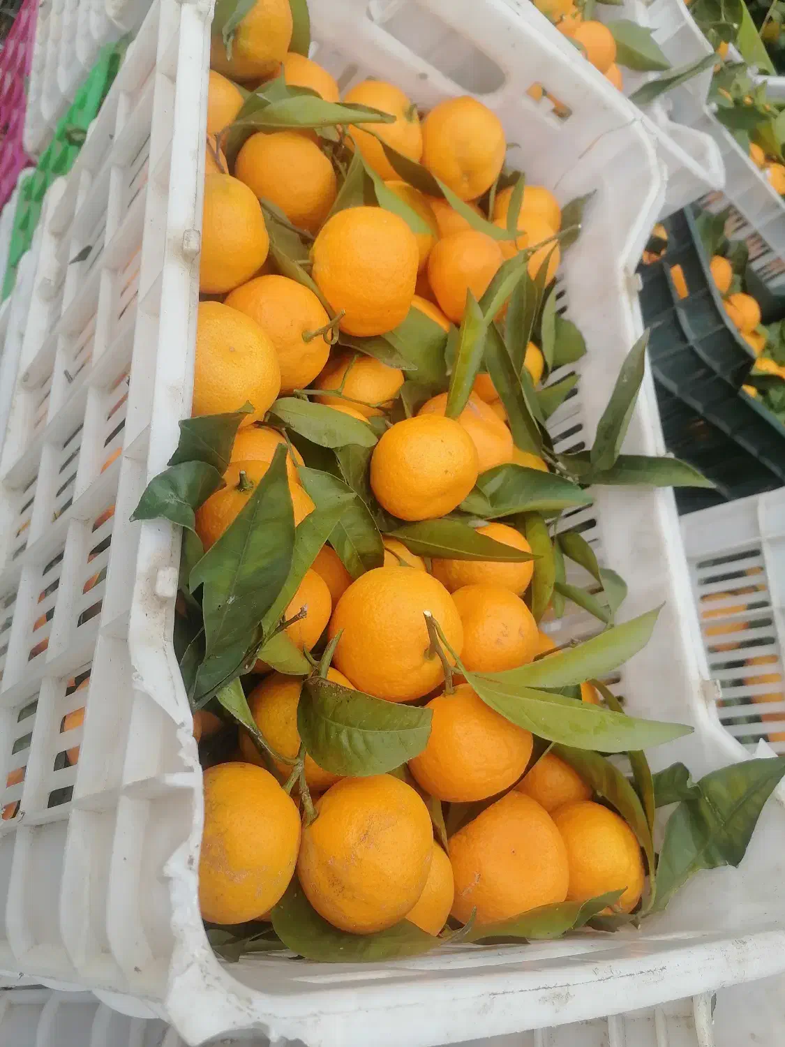 نارنگی اشو60|عمده‌فروشی|قائم‌شهر, |دیوار