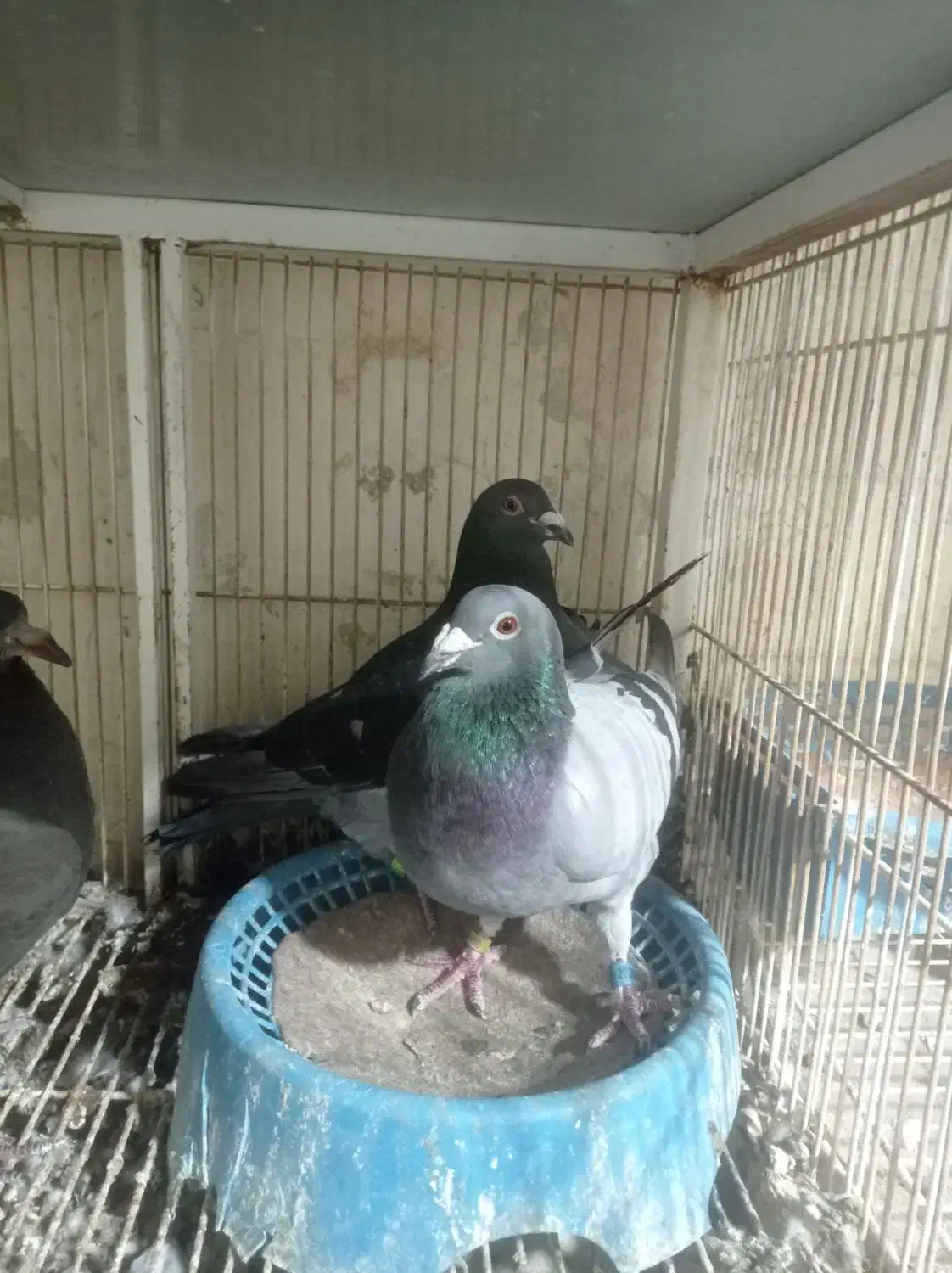 کبوتر پلاکی|پرنده|طرقبه, |دیوار