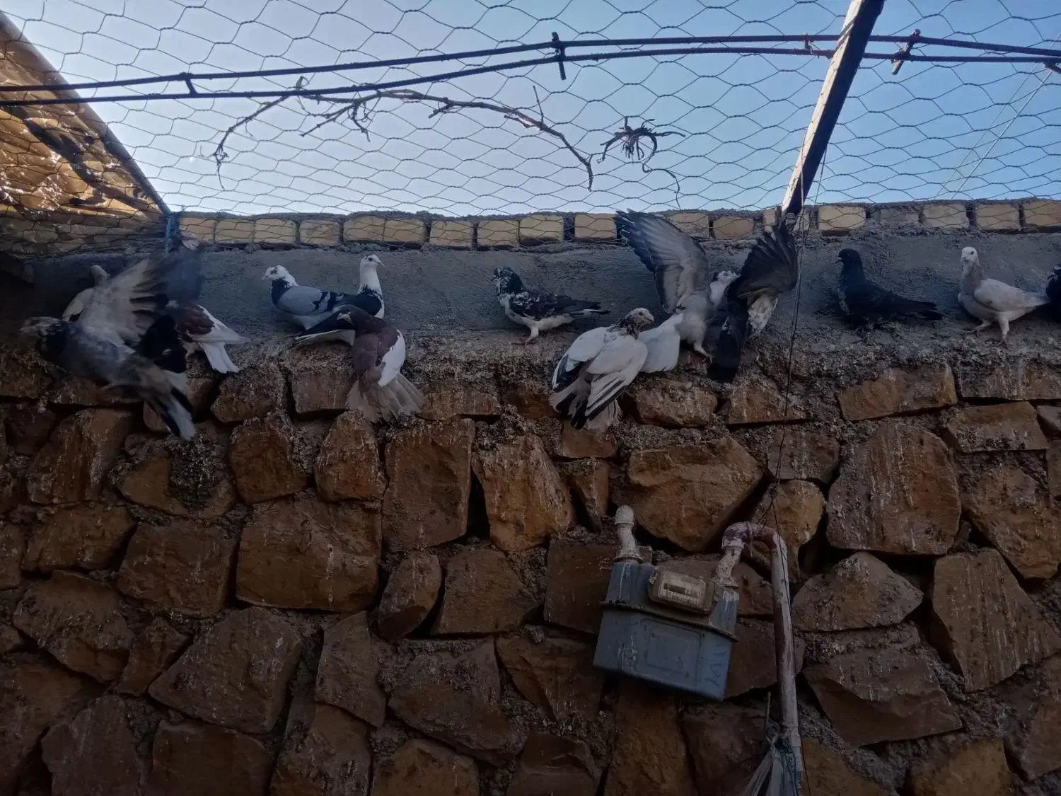 کبوتر خونگی|پرنده|جوین, |دیوار